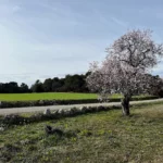 [FRANCE] Splendeur Printanière : Les Amandiers de Provence